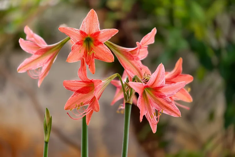 Coral amaryllis flowers with striped, star-shaped petals on tall green stems