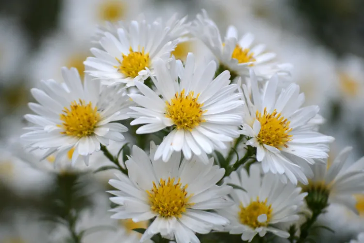 White aster flowers with yellow centers blooming in a cluster during early autumn