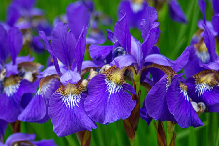 Deep purple iris flowers with yellow and white markings on ruffled petals in bloom.