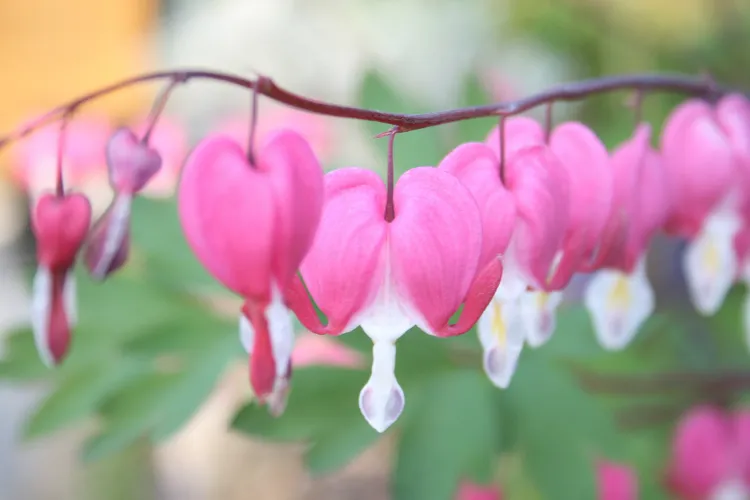 Pink and white bleeding heart flowers hanging from an arching stem in soft light.