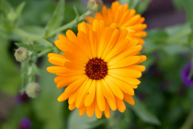 Bright orange calendula flower with dark center, a cheerful cool-season bloom for vases