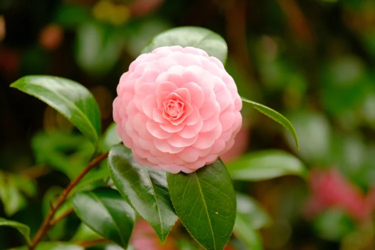 Pale pink camellia bloom with layered rose-like petals and glossy evergreen leaves