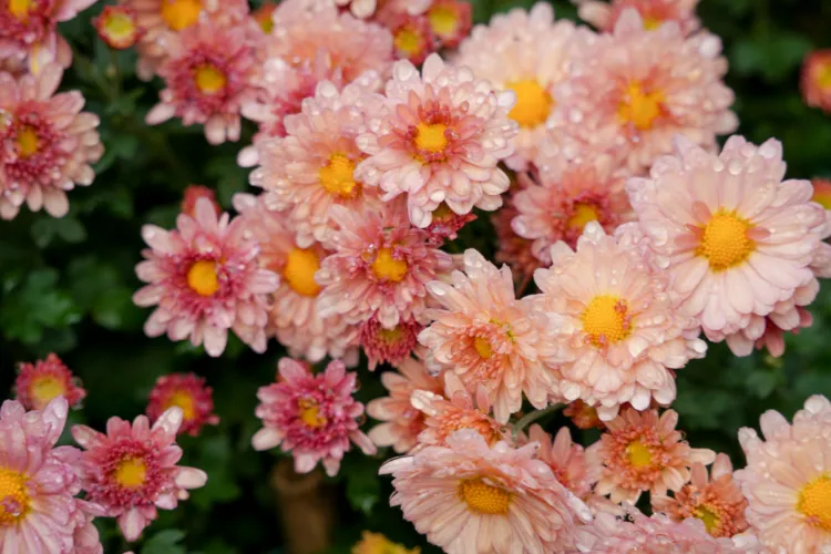 Pink and peach chrysanthemum blooms with yellow centers and water droplets on petals