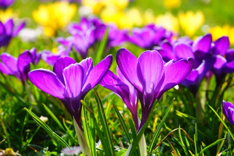 Bright purple crocus flowers opening in the sun among green grass and yellow blooms.