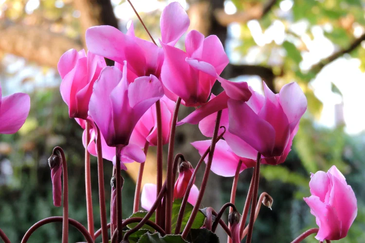 Pink cyclamen flowers with swept-back petals on slender red stems, a favorite indoor winter flower