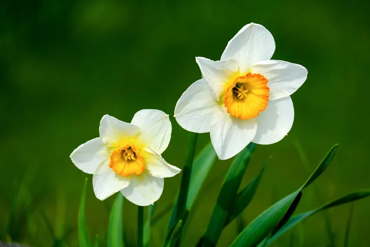 White daffodils with orange-yellow cups blooming in a spring garden with green leaves.