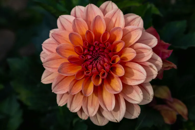 Peach and orange dahlia in full bloom with layered petals in autumn garden