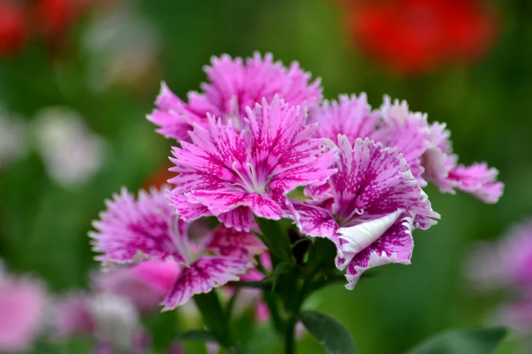 Pink dianthus flowers with fringed, white-speckled petals growing in a winter garden bed