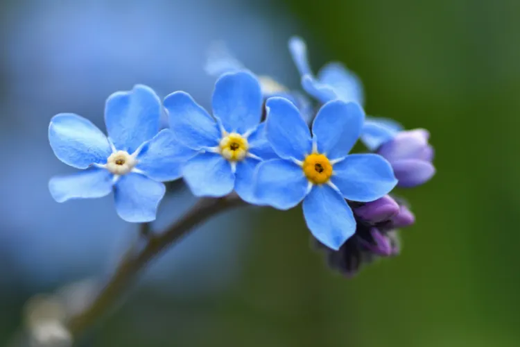 Small blue forget-me-not flowers with yellow centers on a slender stem in close-up.