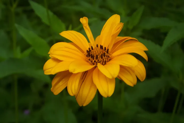 Golden yellow helenium flower with a brown center blooming among green leaves in fall