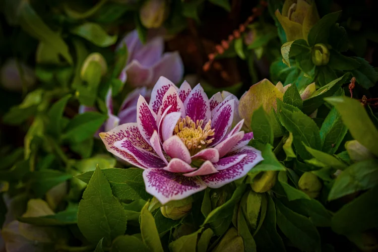 Speckled pink hellebore flower with yellow stamens surrounded by green foliage in late winter