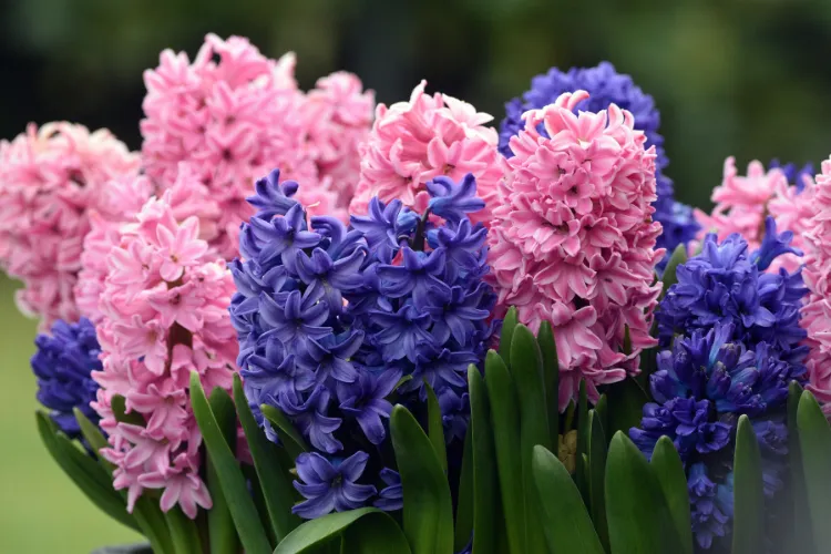 Pink and blue hyacinth flower spikes growing in a spring garden with green leaves.