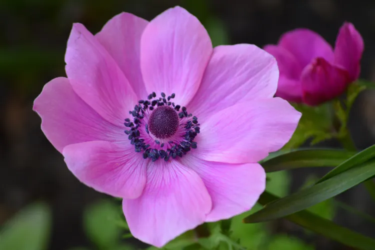Pink Japanese anemone flower with a dark center, a lovely autumn bloom for borders