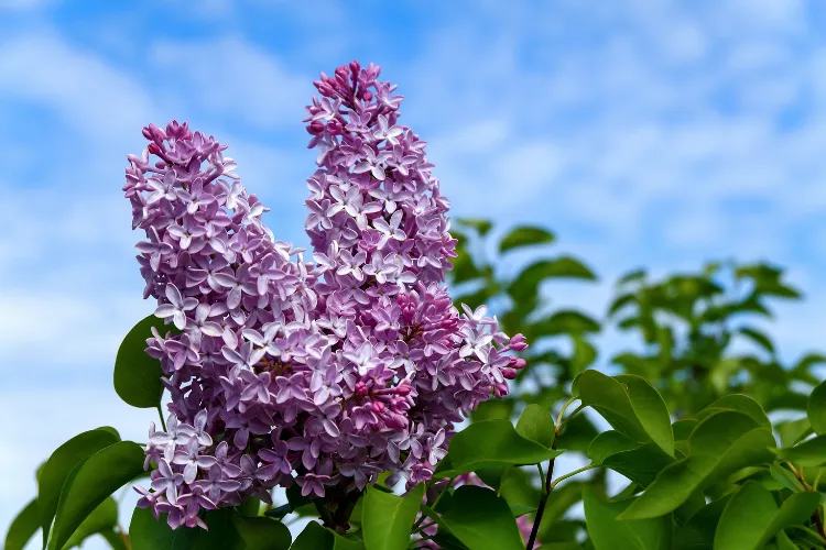 Purple lilac flower clusters blooming on a branch against a bright blue sky.