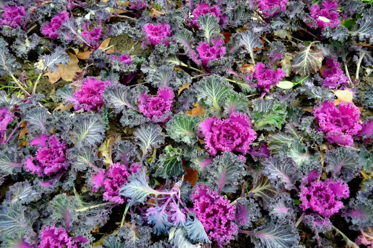 Purple and pink ornamental kale rosettes growing in a cool-season autumn garden bed