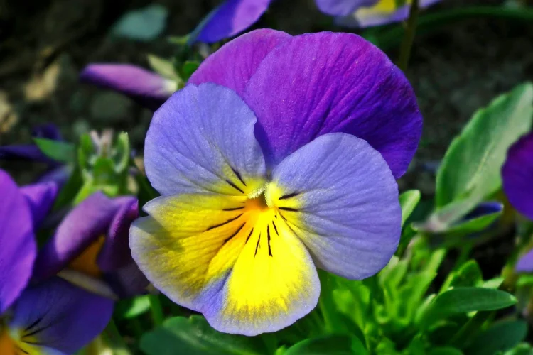 Deep purple pansy with yellow center, a classic cool-season flower for winter containers