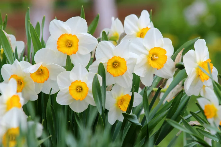 Cluster of white narcissus flowers with orange cups and slender green leaves