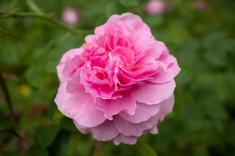 Soft pink peony bloom with ruffled layered petals in a green garden.