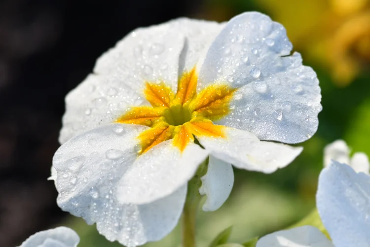 White primrose flower with yellow center and dewdrops on petals in morning light