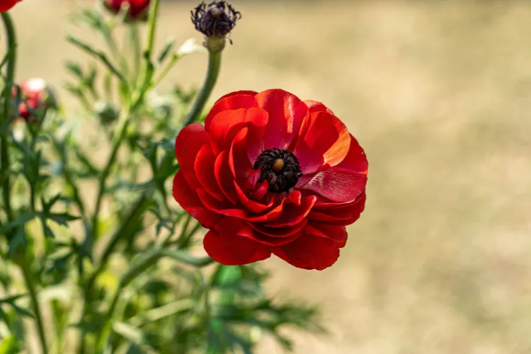 Red ranunculus flower with silky layered petals and a dark center in sunlight.