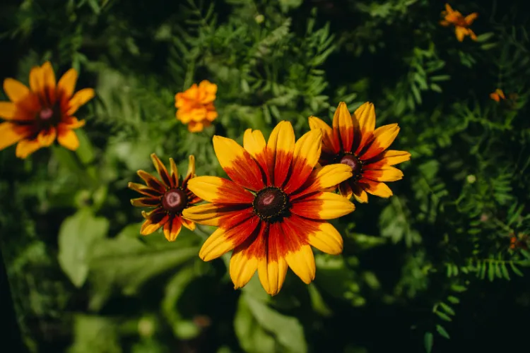 Red and yellow rudbeckia flowers with dark centers blooming in an autumn garden