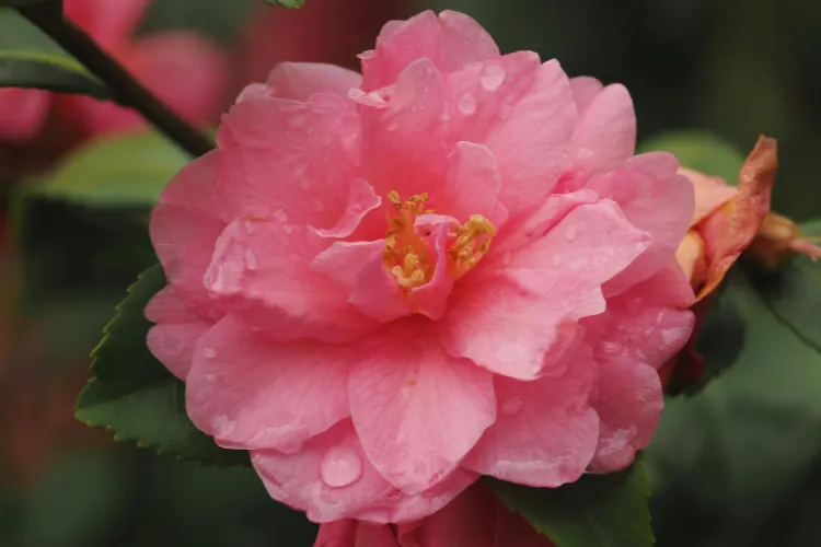 Pink sasanqua camellia flower with raindrops on petals, blooming in the fall garden