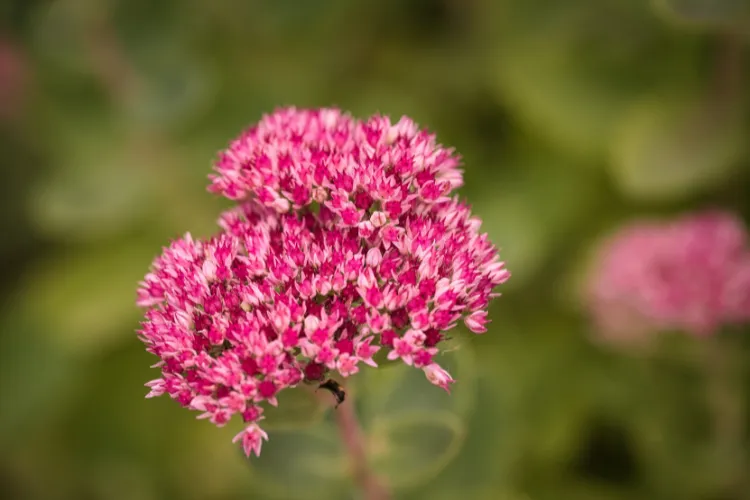 Bright pink sedum flower head, a hardy low-water autumn bloom for sunny beds