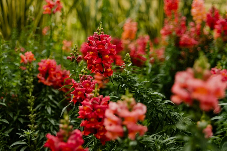 Red and coral snapdragon spikes in bloom, a cool-season flower for beds and cutting