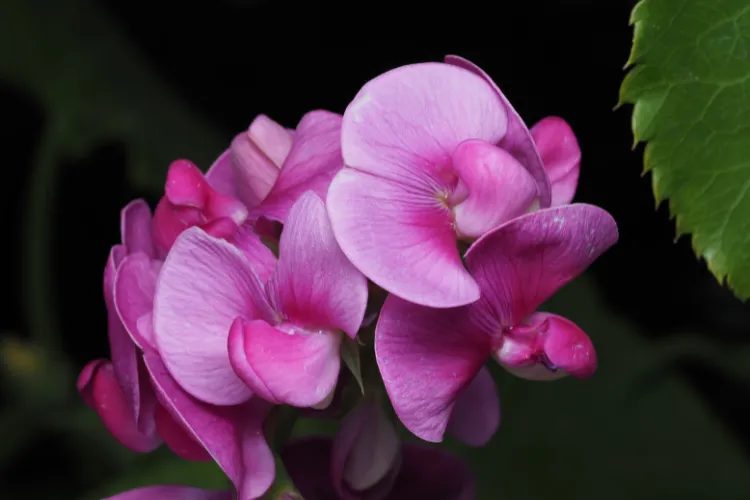 Pink and magenta sweet pea flowers with ruffled petals against a dark background.