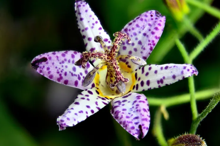 Purple-spotted toad lily flower with orchid-like petals, perfect for shady autumn corners