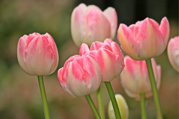Pink and cream tulips standing on tall green stems in a spring garden.