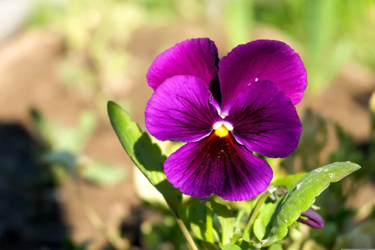Blue-purple and yellow viola flower, a hardy winter flower for pots and borders