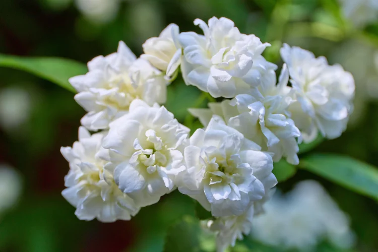 Cluster of white double blooms with ruffled petals on a leafy green stem