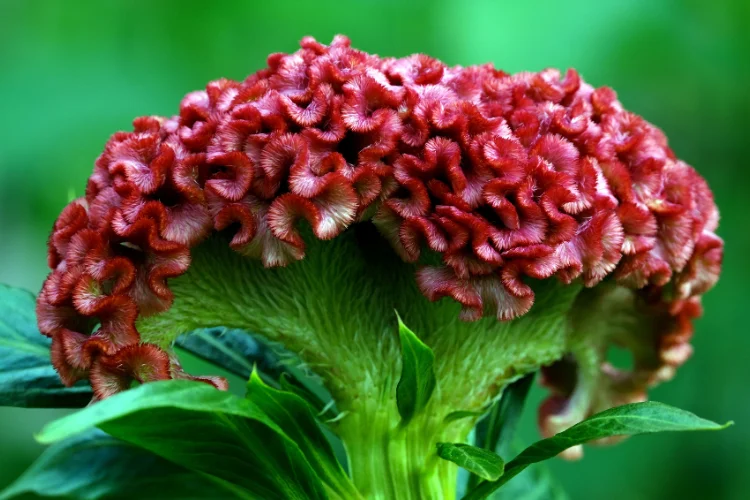 Red crested celosia flower with ruffled brain-like texture, a bold summer flower for gardens