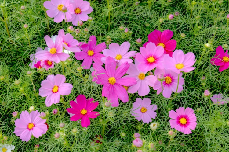 Pink cosmos flowers with feathery foliage, an easy summer flower for cottage-style garden beds