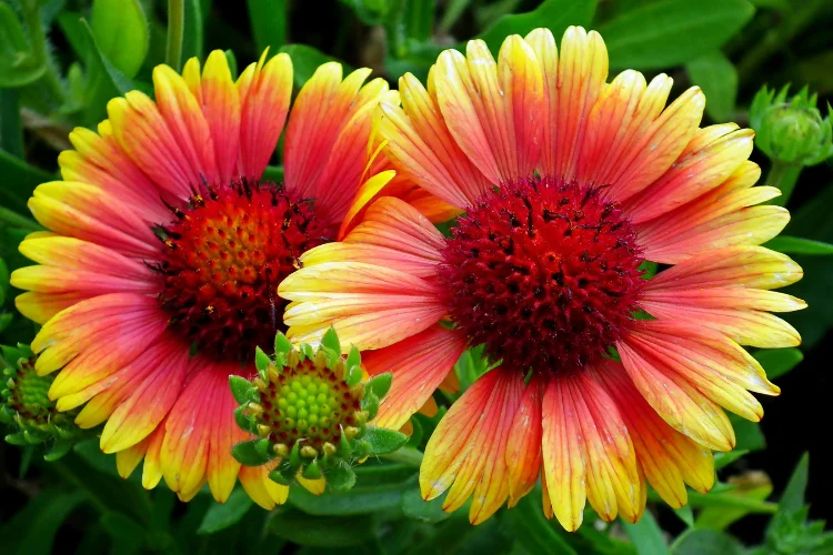Red and yellow gaillardia blanket flowers glowing in the sun, a drought tolerant summer bloom