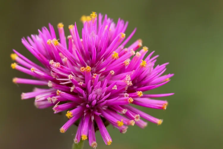 Magenta gomphrena flower with spiky petals and tiny yellow tips, a summer flower for drying