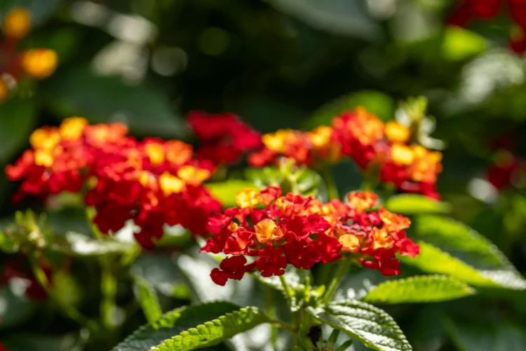 Red and orange lantana flower clusters blooming in full sun, a heat tolerant summer flower