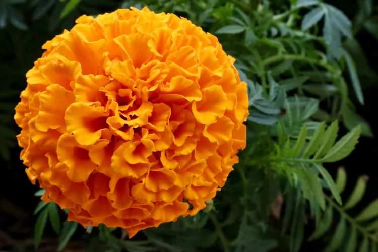 Bright orange marigold bloom with ruffled pom-pom petals, an easy summer flower to grow