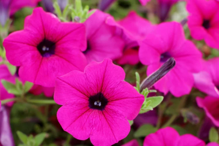 Hot pink petunia flowers in bloom, a popular summer flower for pots and hanging baskets