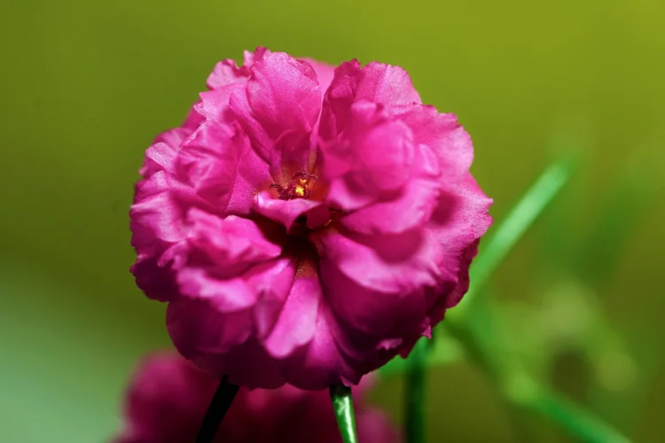 Double pink portulaca flower, also called moss rose, a heat tolerant summer bloom