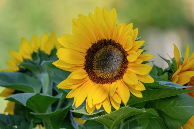 Yellow sunflower with a dark center blooming in full sun, a classic summer garden flower