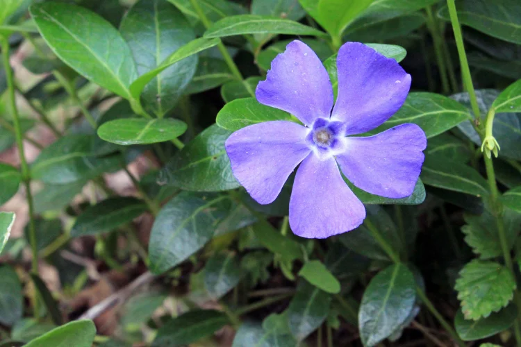 Purple-blue vinca flower with glossy green leaves, a summer blooming flower for warm gardens