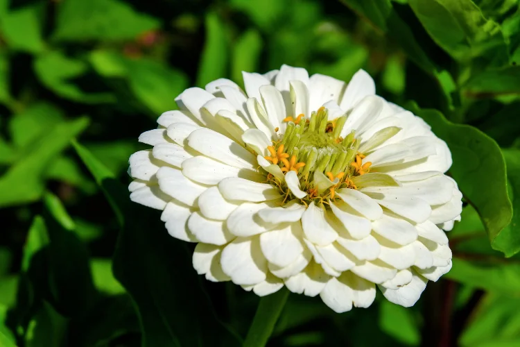 White zinnia flower with layered petals and yellow center, ideal summer cut flower for vases